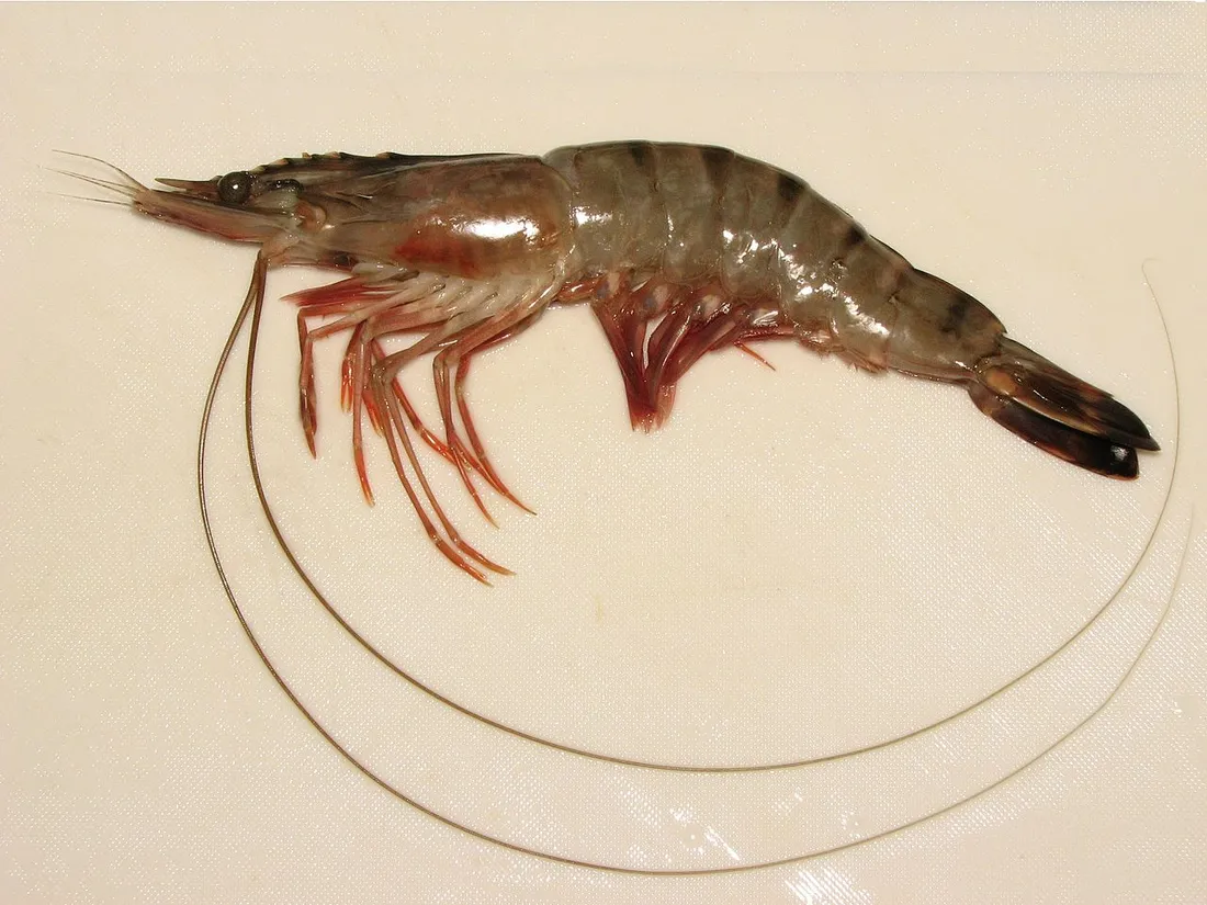 Giant tiger prawn (Penaeus monodon) in its aquatic habitat