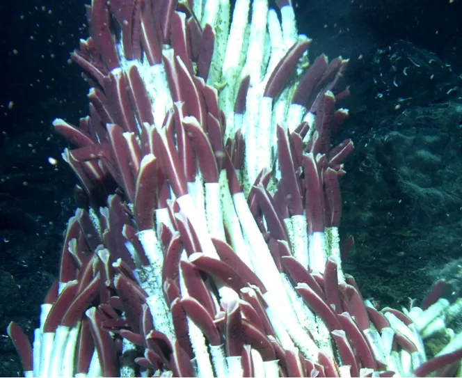 Giant tube worm (Riftia pachyptila) in its aquatic habitat