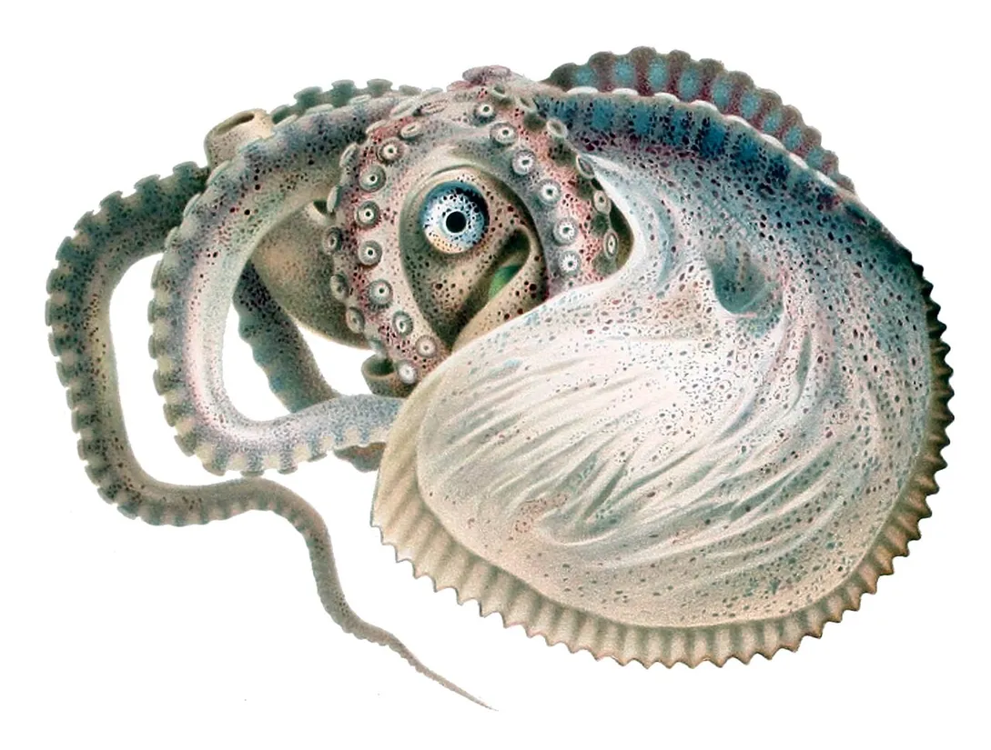 Greater argonaut (Argonauta argo) in its aquatic habitat