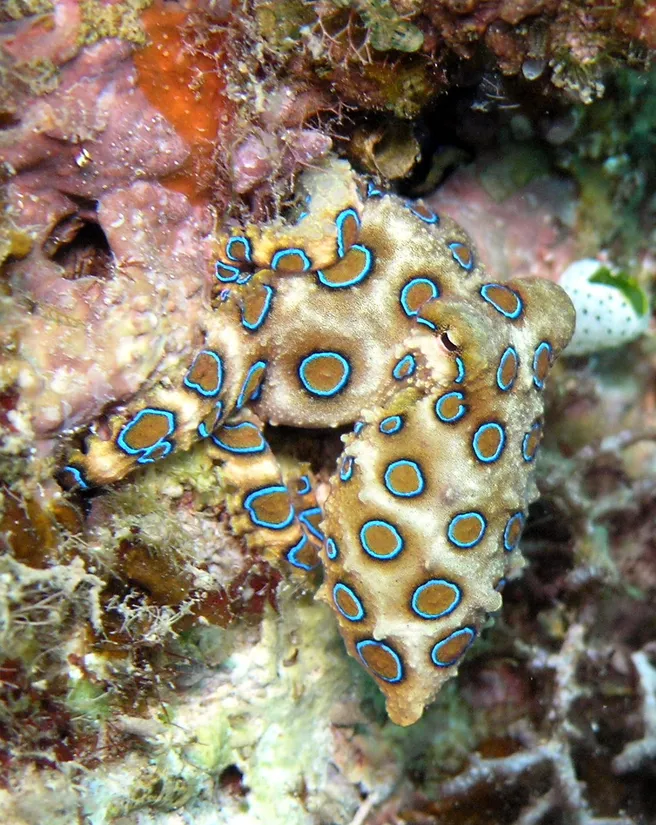 Greater blue-ringed octopus (Hapalochlaena lunulata) in its aquatic habitat