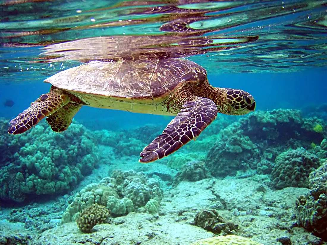 Green sea turtle (Chelonia mydas) in its aquatic habitat
