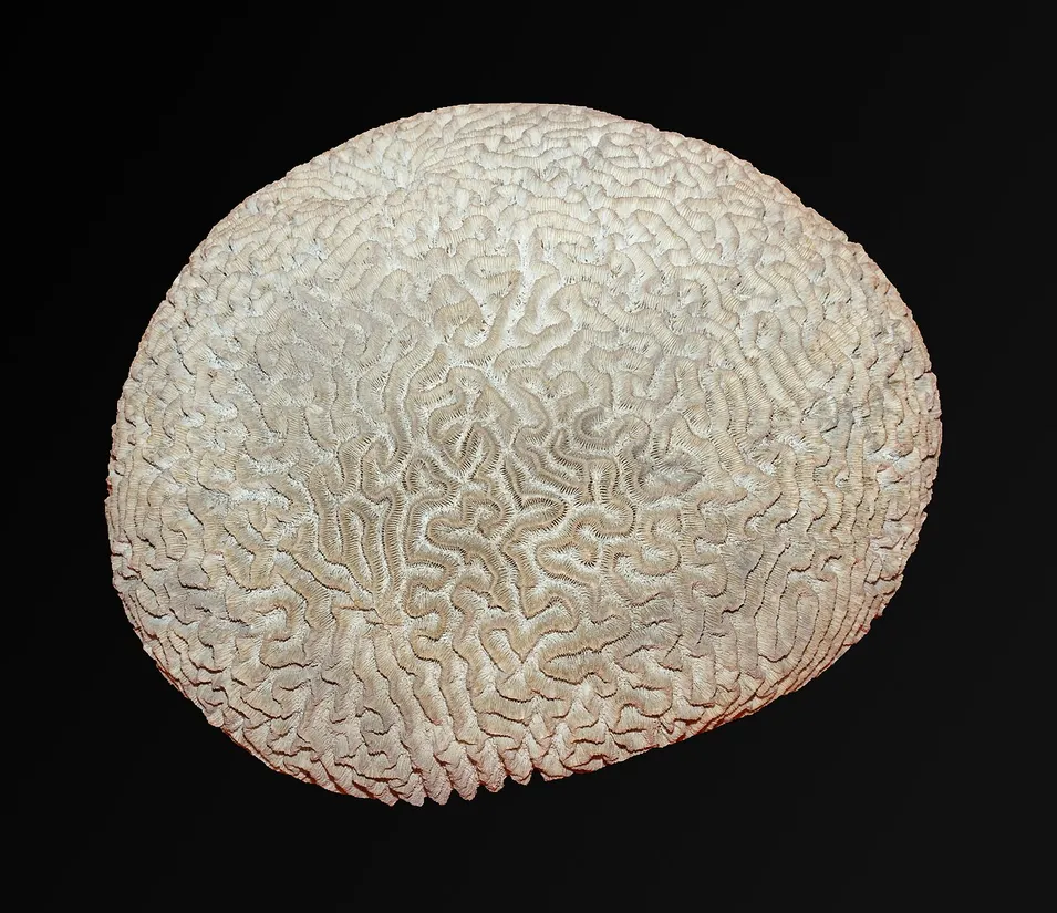 Grooved brain coral (Diploria labyrinthiformis) in its aquatic habitat