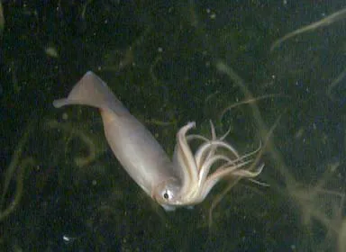 Humboldt squid (Dosidicus gigas) in its aquatic habitat
