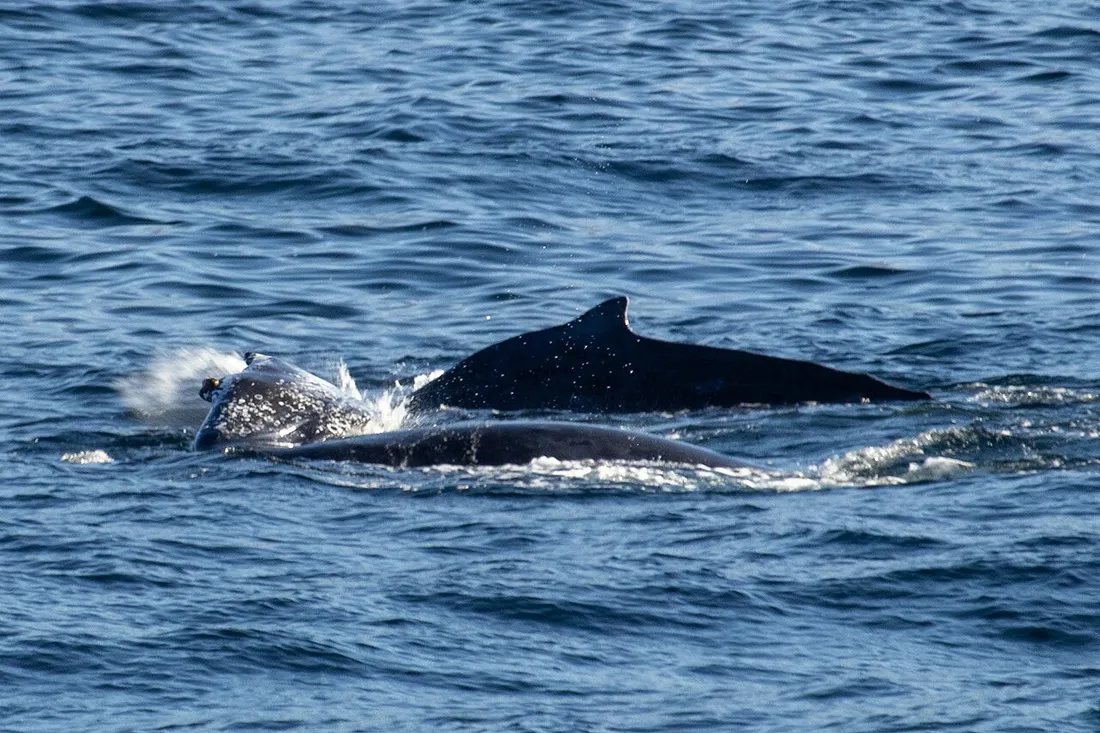 Humpback whale (Megaptera novaeangliae) in its aquatic habitat