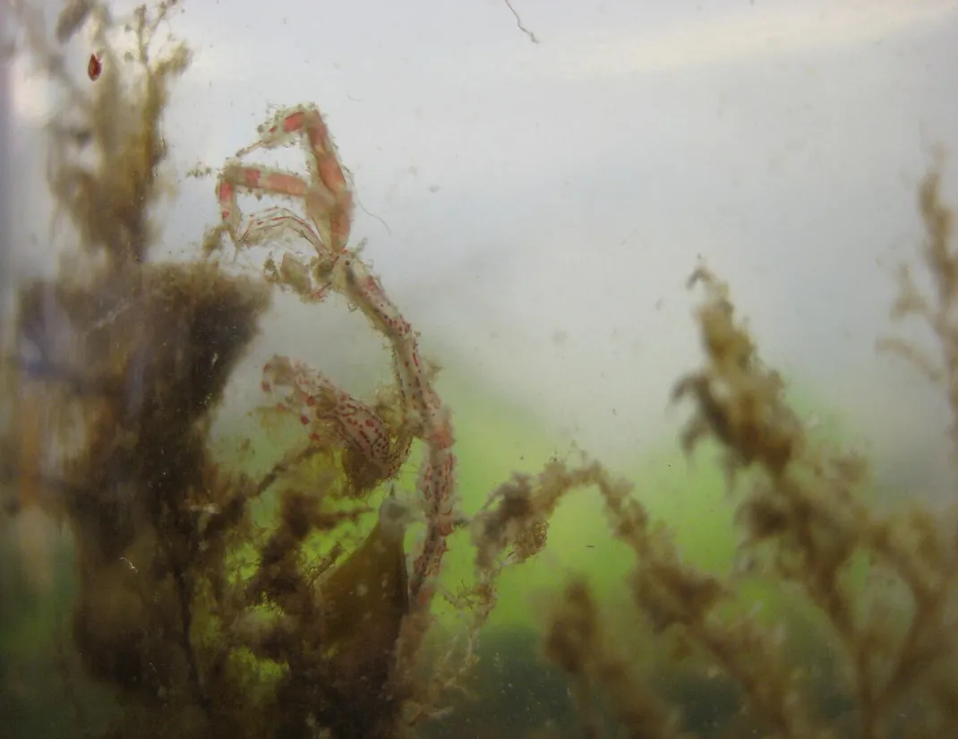 Japanese skeleton shrimp (Caprella mutica) in its aquatic habitat