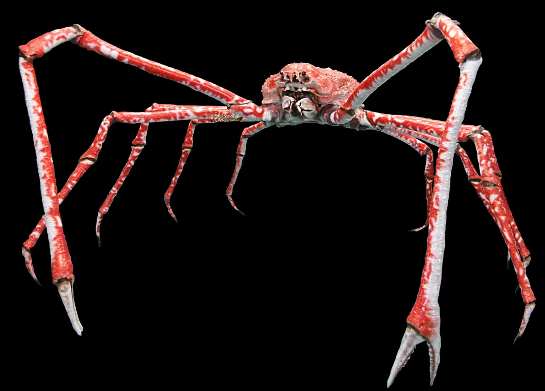 Japanese spider crab (Macrocheira kaempferi) in its aquatic habitat