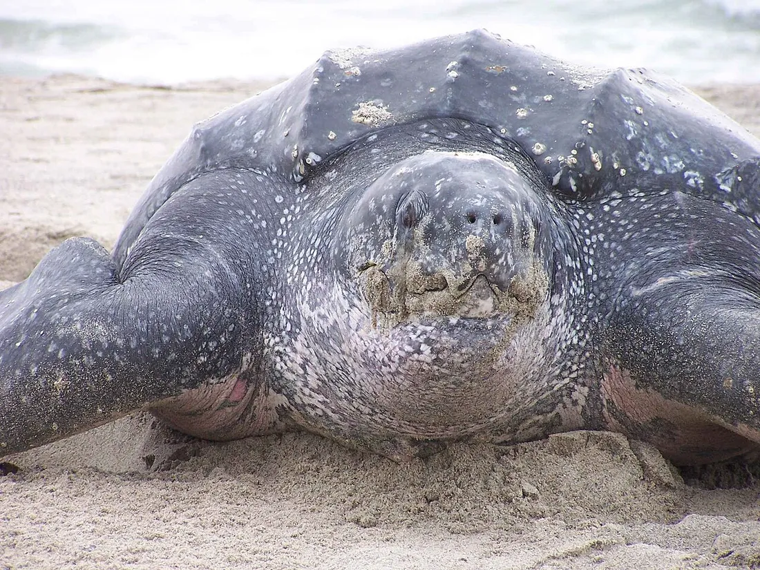 Leatherback sea turtle (Dermochelys coriacea) in its aquatic habitat