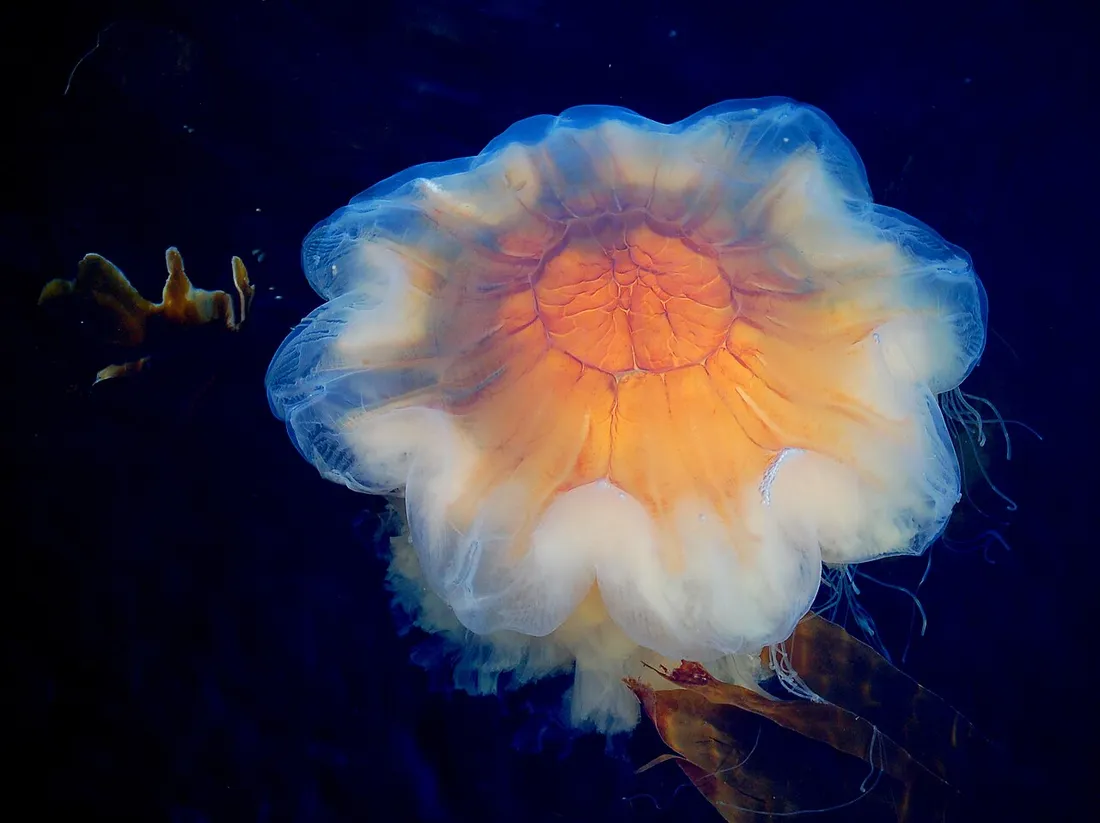Lion's mane jellyfish (Cyanea capillata) in its aquatic habitat