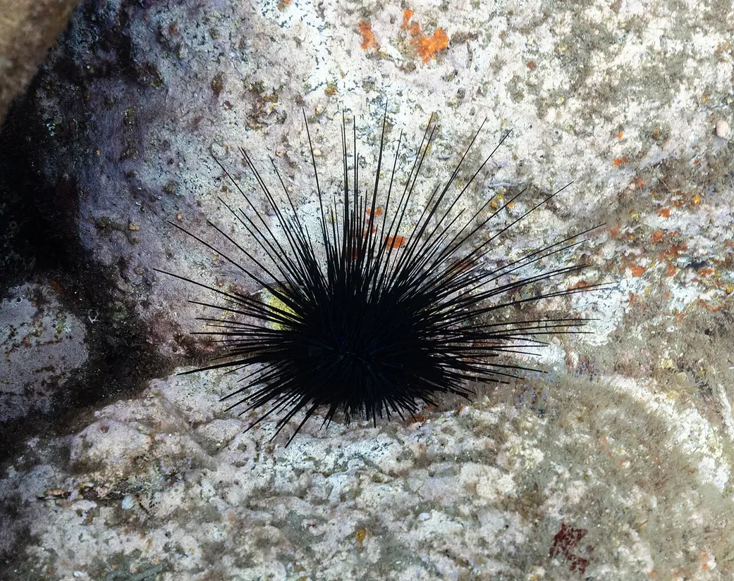 Long-spined sea urchin (Diadema antillarum) in its aquatic habitat