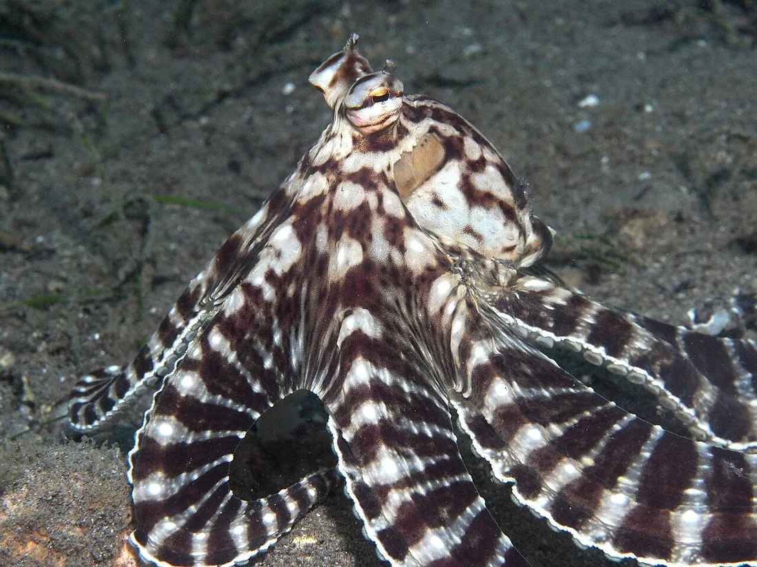 Mimic octopus (Thaumoctopus mimicus) in its aquatic habitat