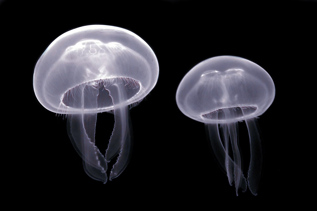 A translucent moon jelly floating against deep blue water