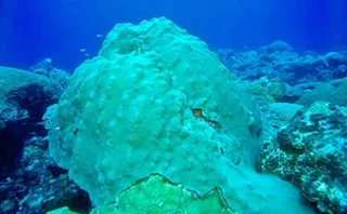 Mountainous star coral (Orbicella faveolata) in its aquatic habitat
