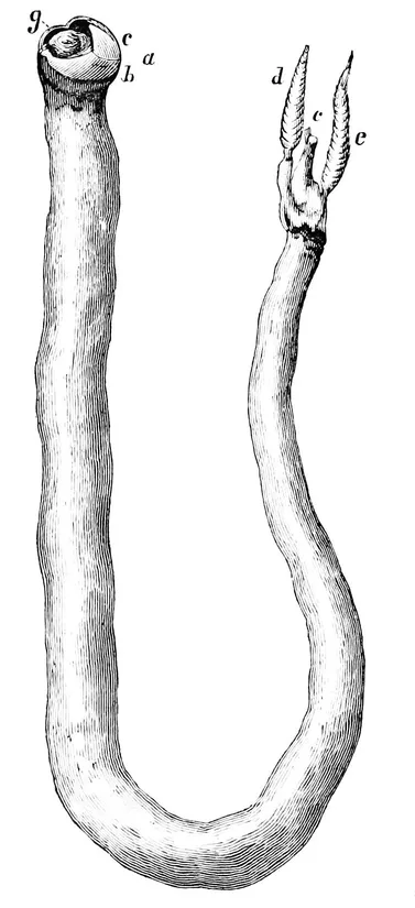Naval shipworm (Teredo navalis) in its aquatic habitat