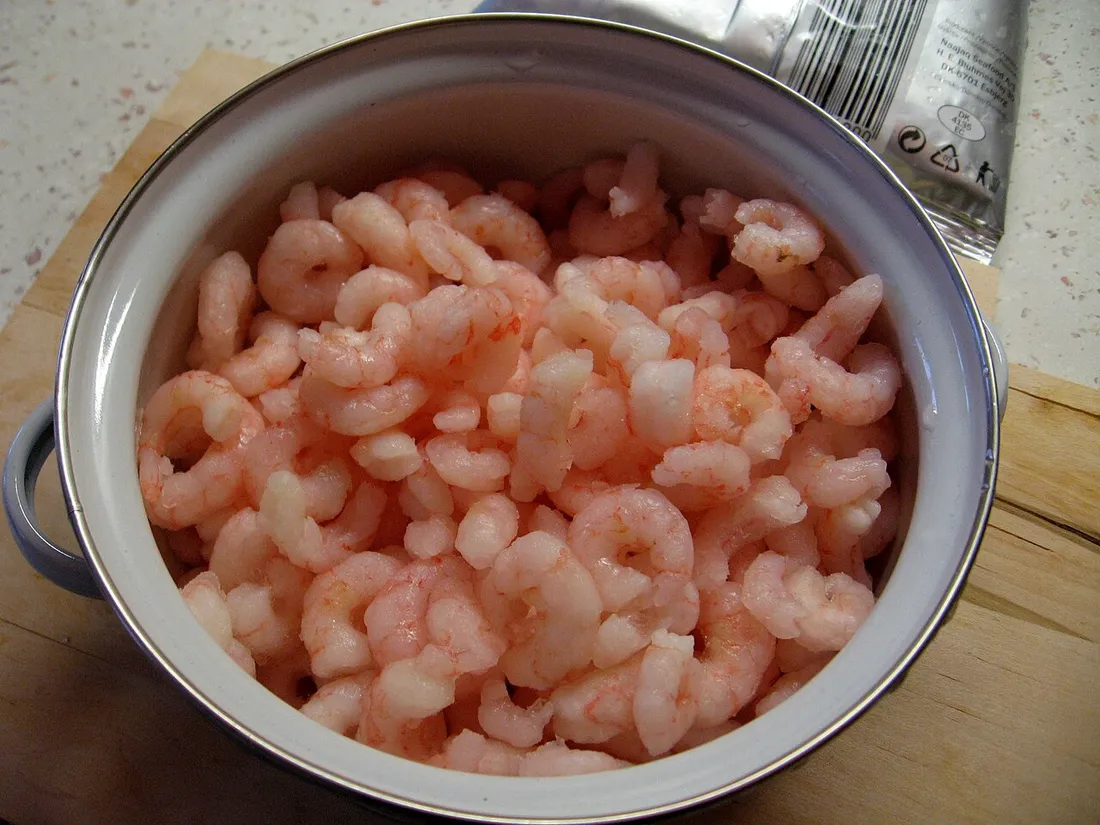 Northern prawn (Pandalus borealis) in its aquatic habitat