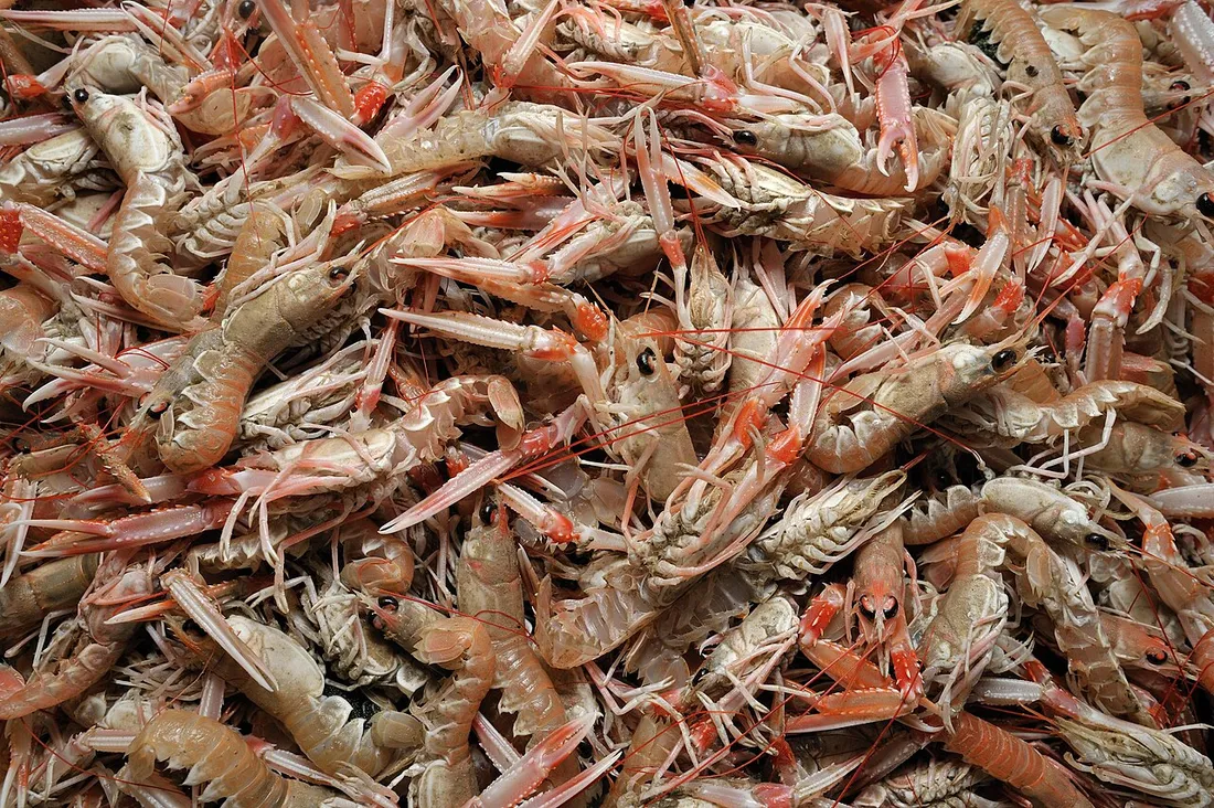 Norway lobster (Nephrops norvegicus) in its aquatic habitat