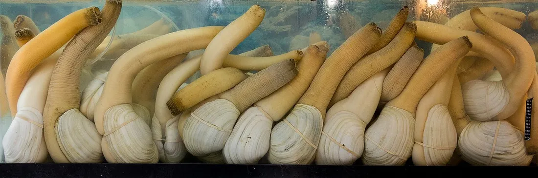 Pacific geoduck (Panopea generosa) in its aquatic habitat