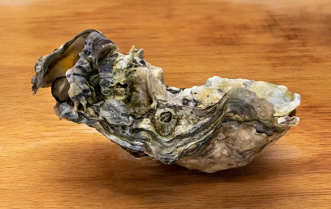 Pacific oyster (Magallana gigas) in its aquatic habitat