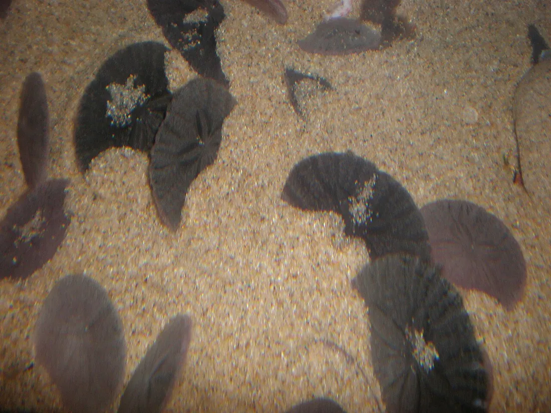 Pacific sand dollar (Dendraster excentricus) in its aquatic habitat