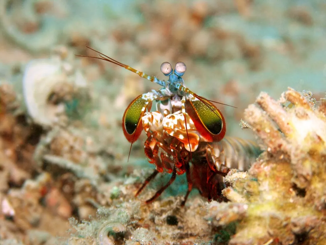 Peacock mantis shrimp (Odontodactylus scyllarus) in its aquatic habitat