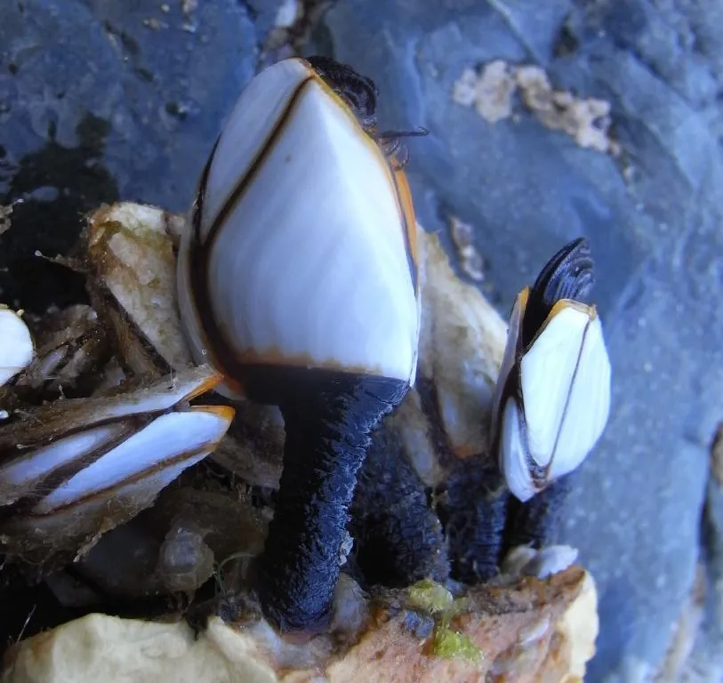 Pelagic gooseneck barnacle (Lepas anatifera) in its aquatic habitat