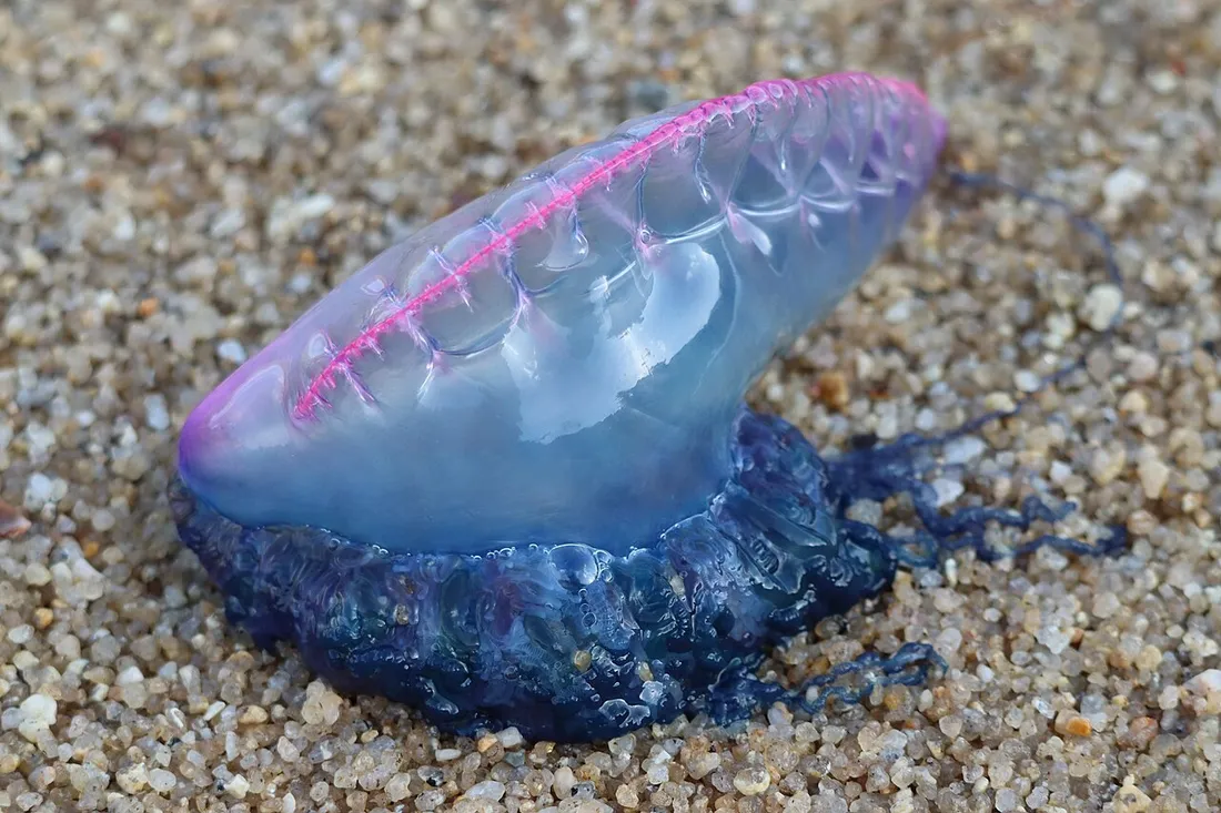 Portuguese man o' war (Physalia physalis) in its aquatic habitat