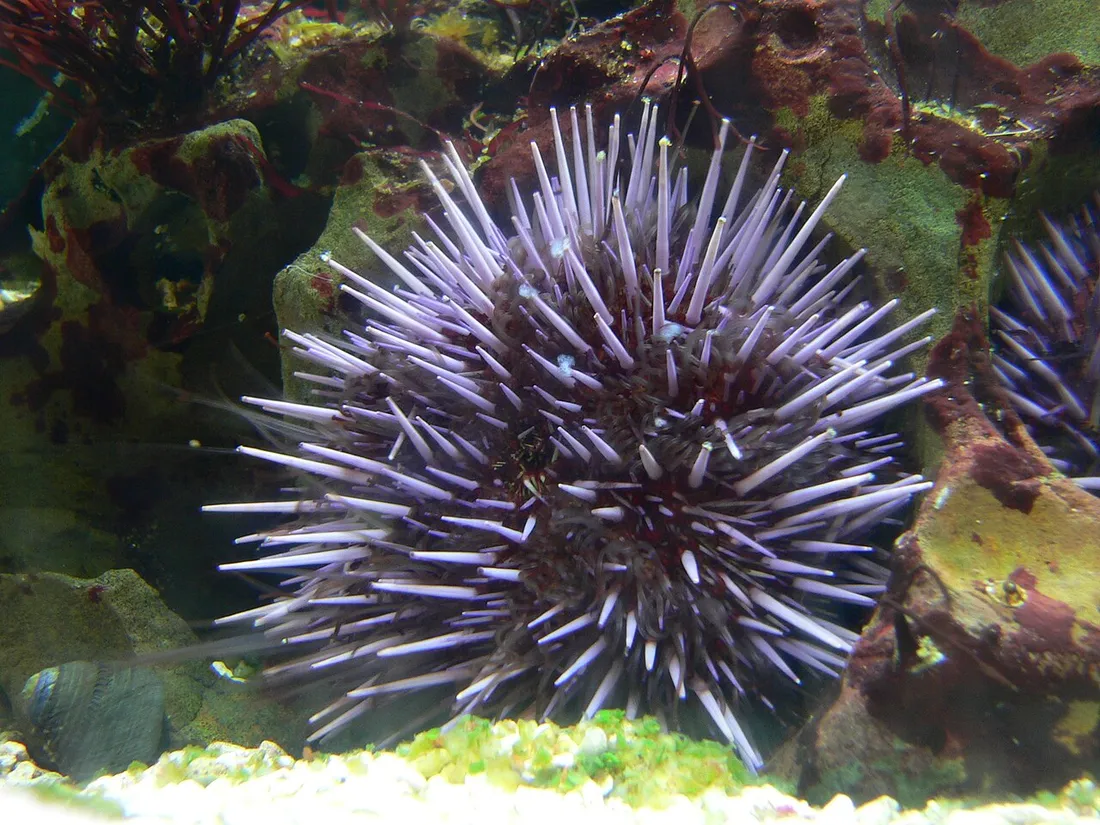 Purple sea urchin (Strongylocentrotus purpuratus) in its aquatic habitat
