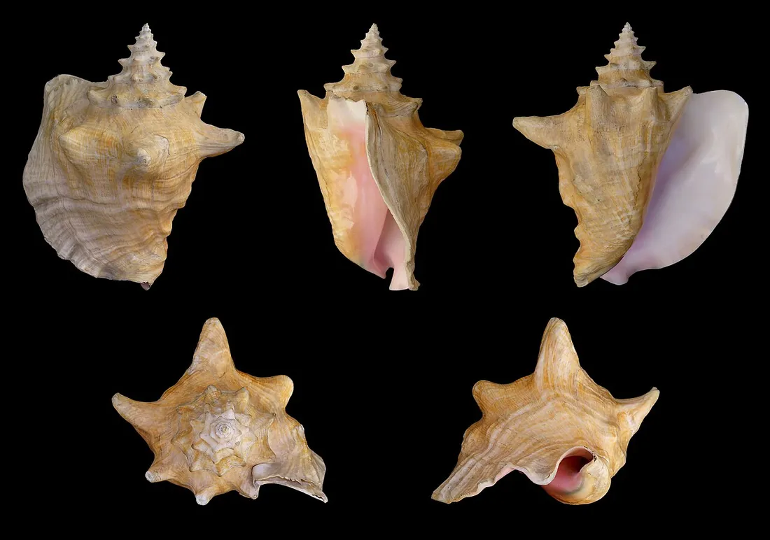 Queen conch (Aliger gigas) in its aquatic habitat