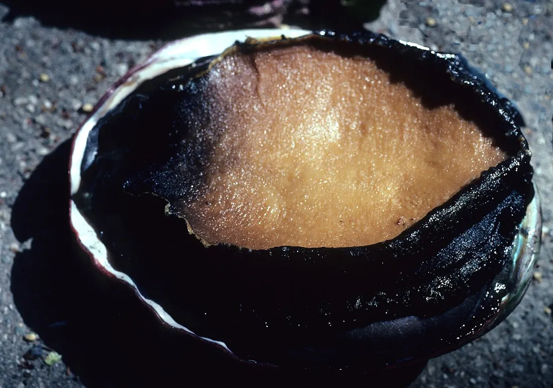 Red abalone (Haliotis rufescens) in its aquatic habitat