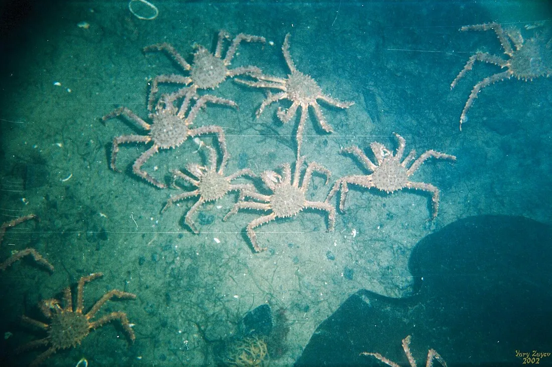Red king crab (Paralithodes camtschaticus) in its aquatic habitat