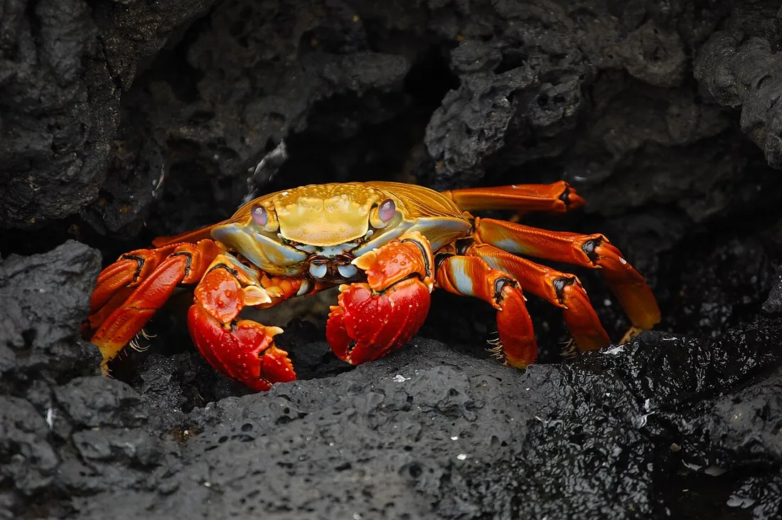 Sally lightfoot crab (Grapsus grapsus) in its aquatic habitat