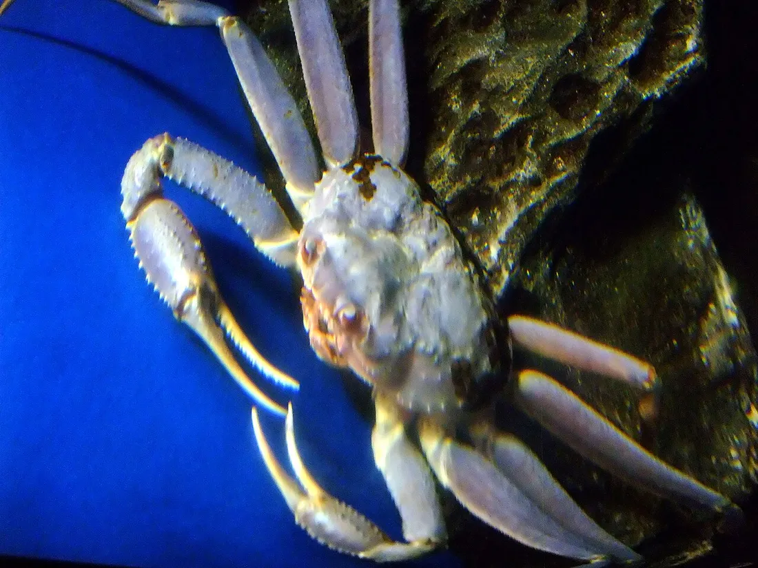 Snow crab (Chionoecetes opilio) in its aquatic habitat