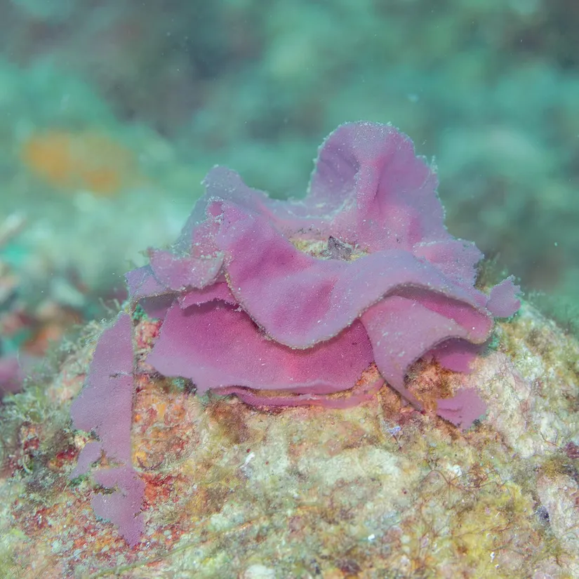 Spanish dancer (Hexabranchus sanguineus) in its aquatic habitat