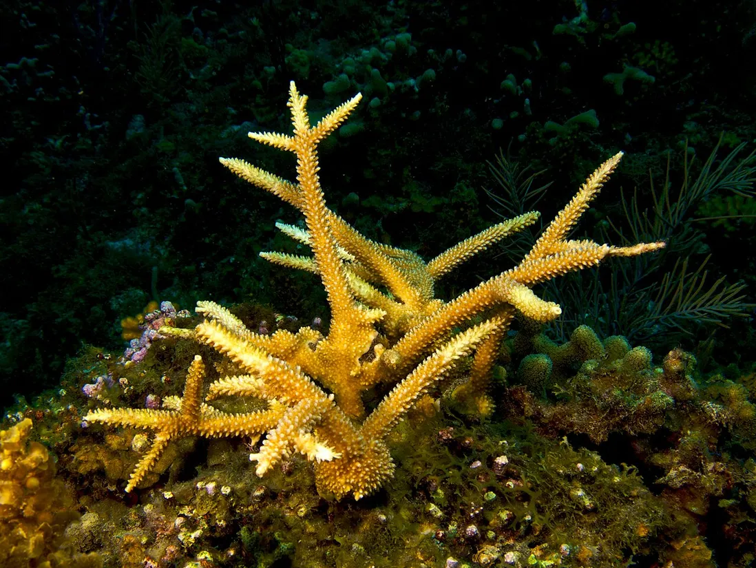 Staghorn coral (Acropora cervicornis) in its aquatic habitat