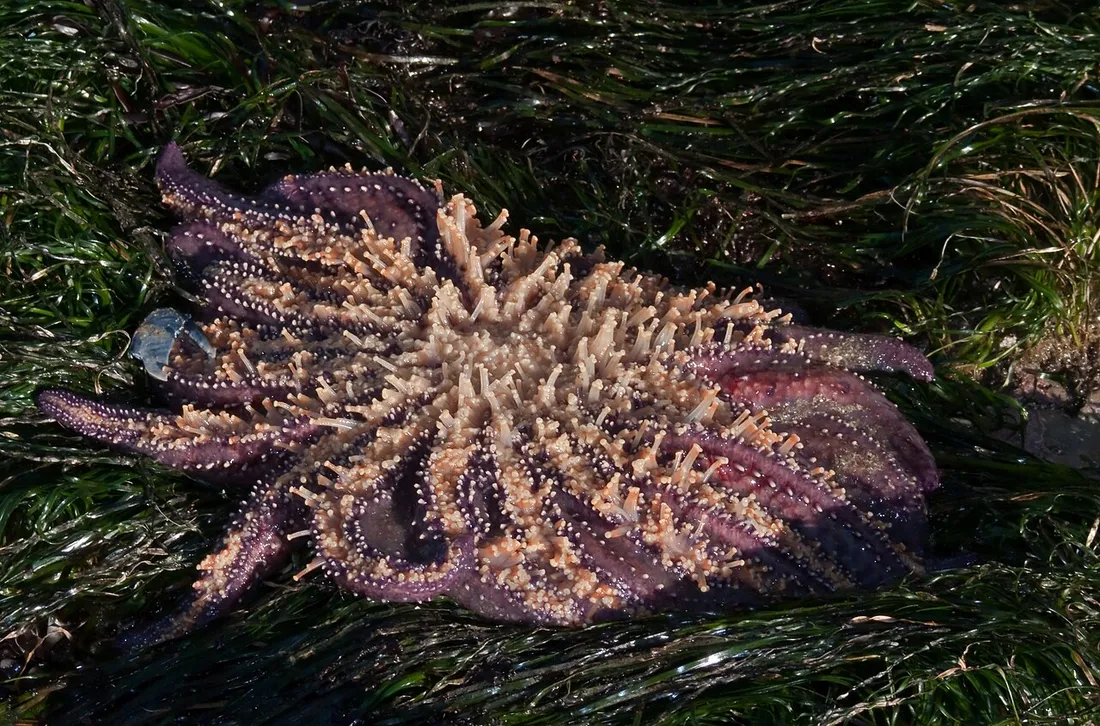 Sunflower sea star (Pycnopodia helianthoides) in its aquatic habitat