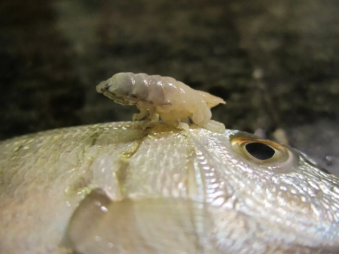 Tongue-eating louse (Cymothoa exigua) in its aquatic habitat