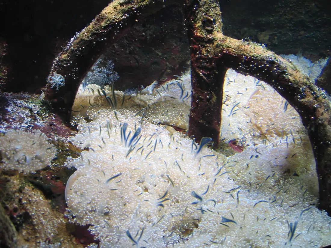 Upside-down jellyfish (Cassiopea xamachana) in its aquatic habitat