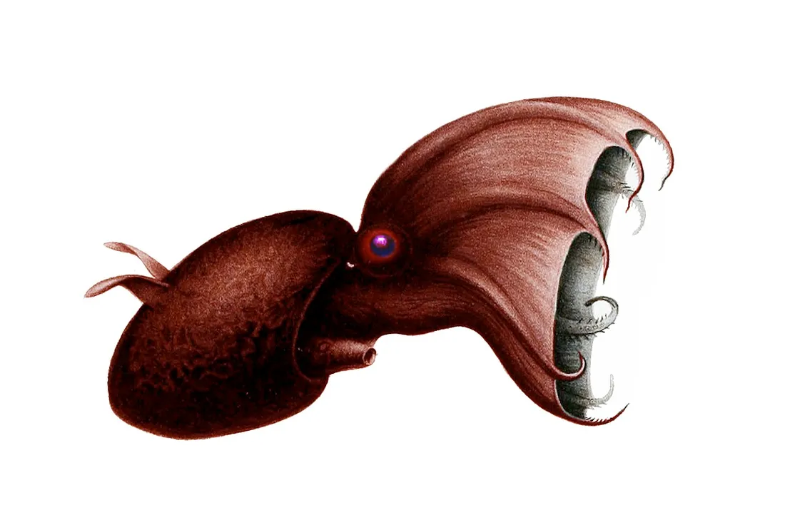 Vampire squid (Vampyroteuthis infernalis) in its aquatic habitat