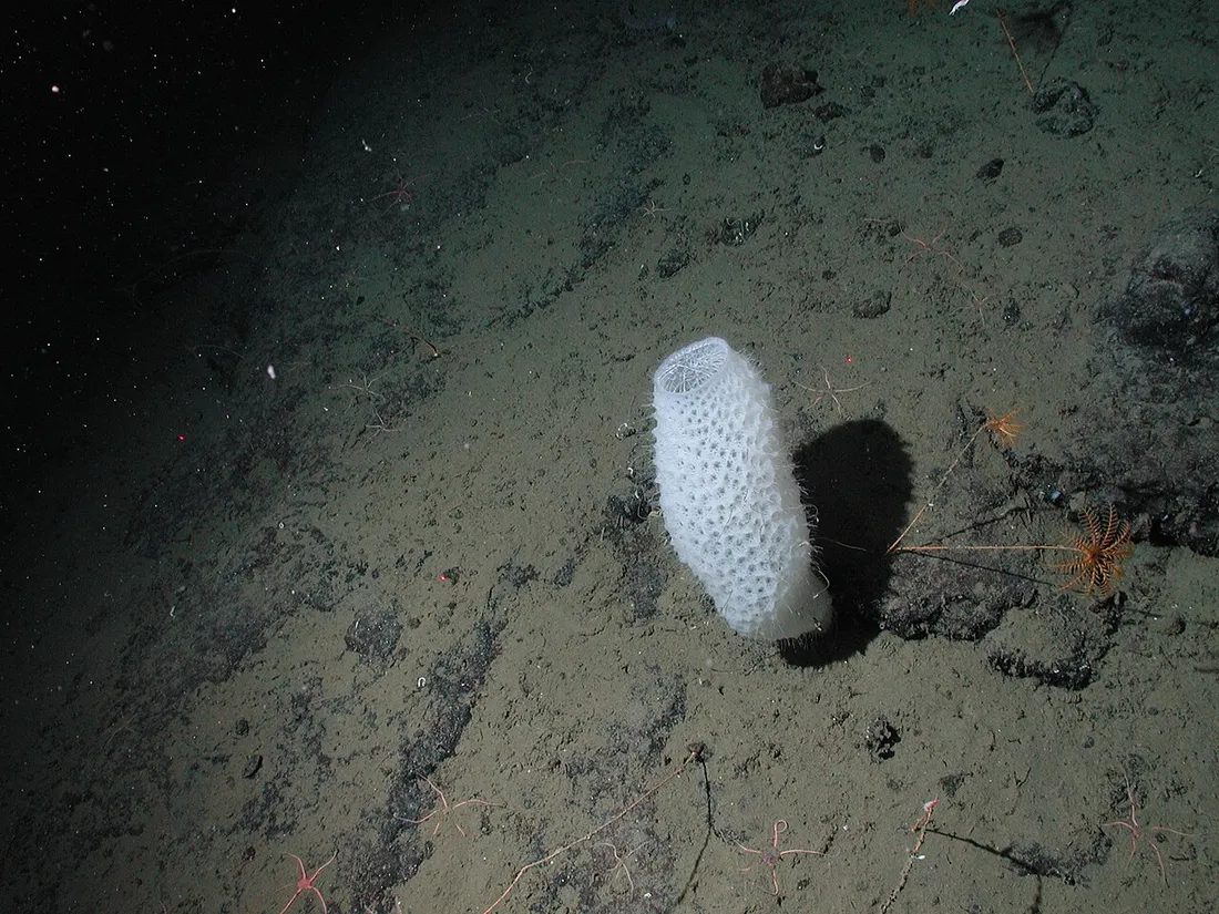 Venus flower basket (Euplectella aspergillum) in its aquatic habitat