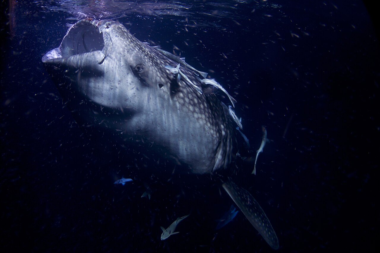 A spotted whale shark swimming in blue ocean water near the surface