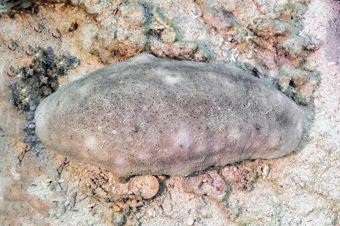 White teatfish (Holothuria fuscogilva) in its aquatic habitat