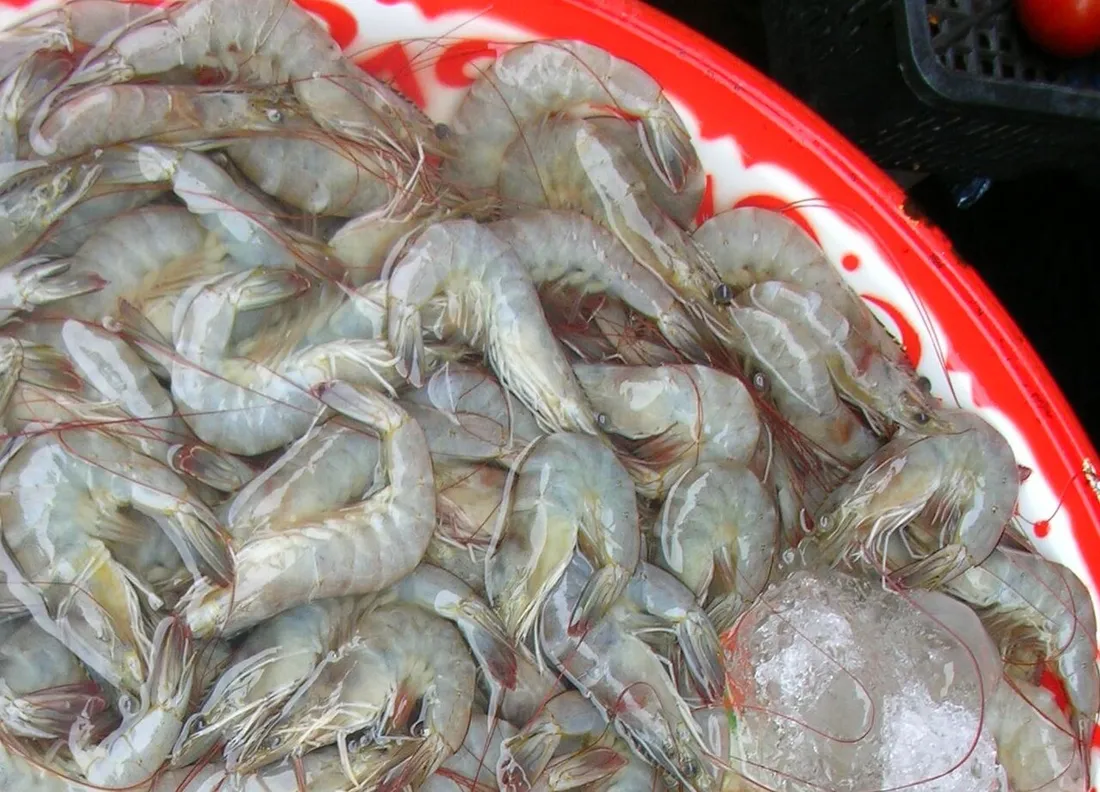Whiteleg shrimp (Litopenaeus vannamei) in its aquatic habitat