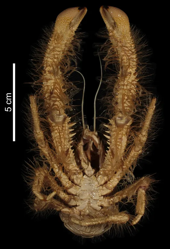 Yeti crab (Kiwa hirsuta) in its aquatic habitat